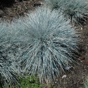 Grass Fescue Elijah Blue #1
