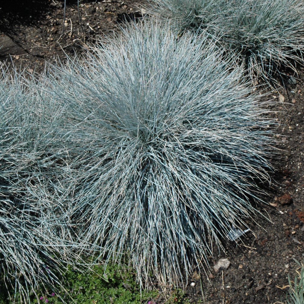Grass Fescue Elijah Blue #1