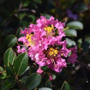 Crapemyrtle Princess Lyla #3