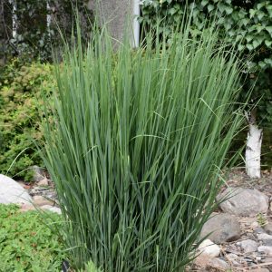 Grass Switch Northwind #3