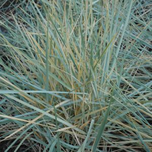 Grass Blue Dune Lyme #3