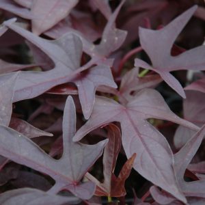 Sweet Potato Vine Raven #1