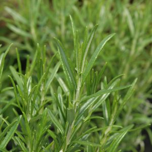 Herb Rosemary Barbeque 4.5"