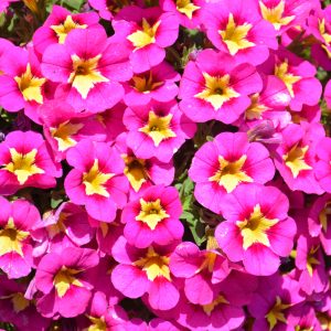Million Bells Bumble Bee Hot Pink 4.5"
