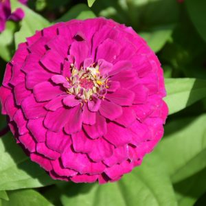 Zinnia Zesty Purple 4.5"