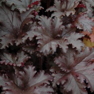 Heuchera Black Taffeta #1