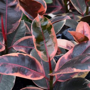 Ficus Elastica Ruby (Medium)