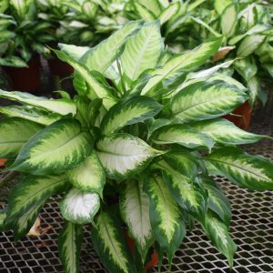 Dieffenbachia Camillie (Medium)