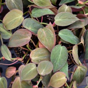 Philodendron Micans (Small)
