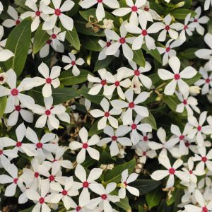 Vinca Soiree Peppermint 4.5"