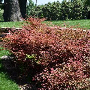 Nandina Flirt 8"