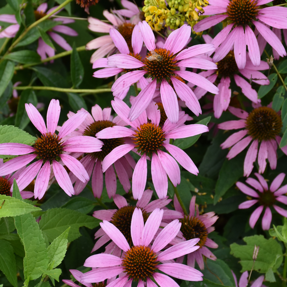 Coneflower Purple #1