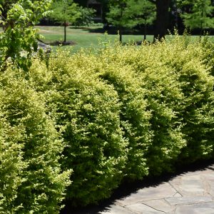 Privet Sunshine #1