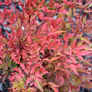 Nandina Obsession 8"