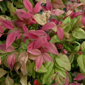 Nandina Blush Pink 8"