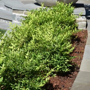 Nandina Lemon Lime 8"