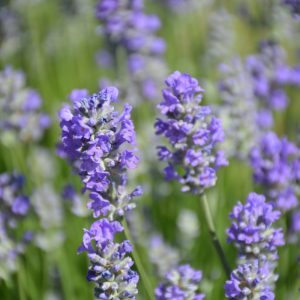 Lavendar Munstead 4.5"