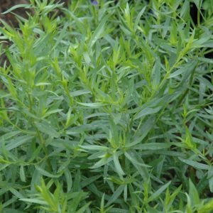 Tarragon French 4.5"