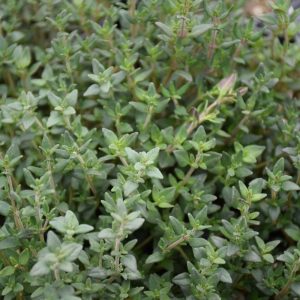 Herb Thyme English 4.5"