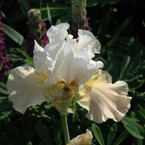 Iris Bulbs