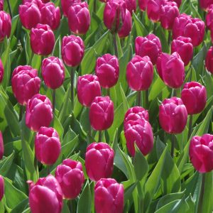Tulip Bulbs
