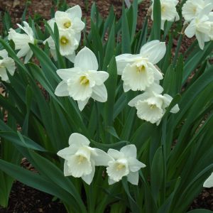 Daffodil Bulbs
