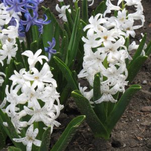 Hyacinth Bulbs
