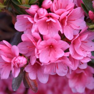 Azalea Coral Bell #3