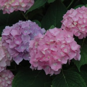 Hydrangea Endless Summer #5