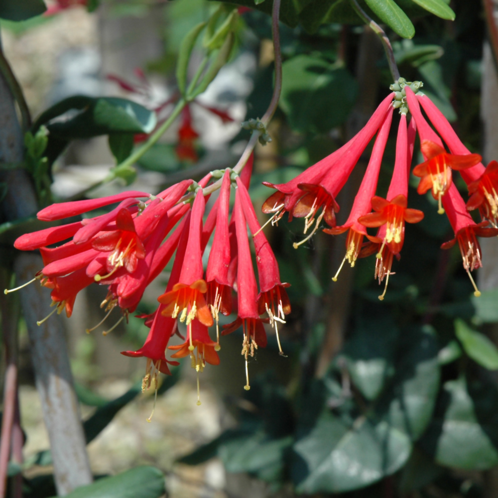 Honeysuckle Major Wheeler #1