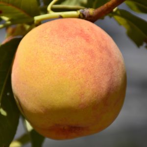 Fruit Trees