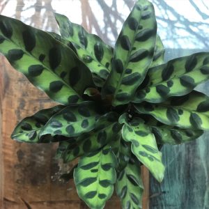 Calathea Rattlesnake (Medium)