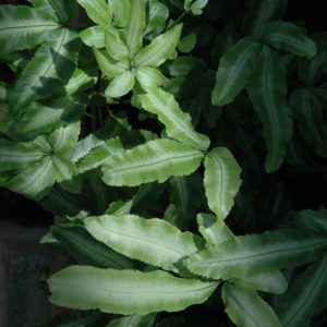 Fern Pteris Albo (Medium)