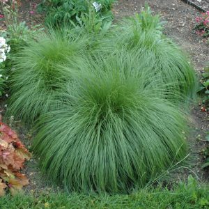 PRAIRIE DROPSEED 8"