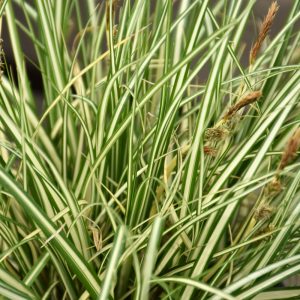 Sedge Evercolor Evergold #1