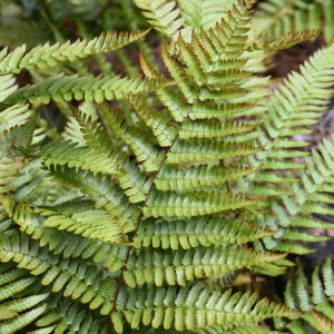 Fern Autumn (Small)