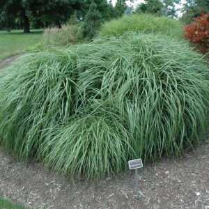 Grass Maiden Adagio #1