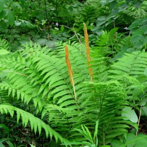 Fern Cinnamon Hardy #1