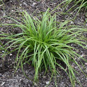 Sedge Evercolor Everlime #1