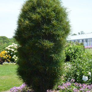 Buckthorn Fine Line #10