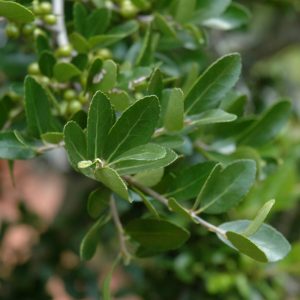 Holly Yaupon #5