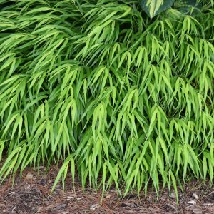 Grass Japanese Forest All Gold #1