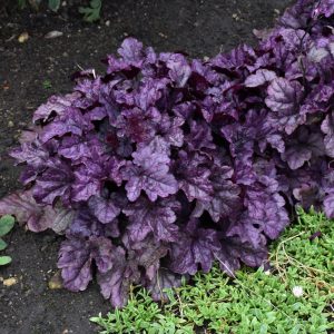 Coral Bells Wildberry 8"