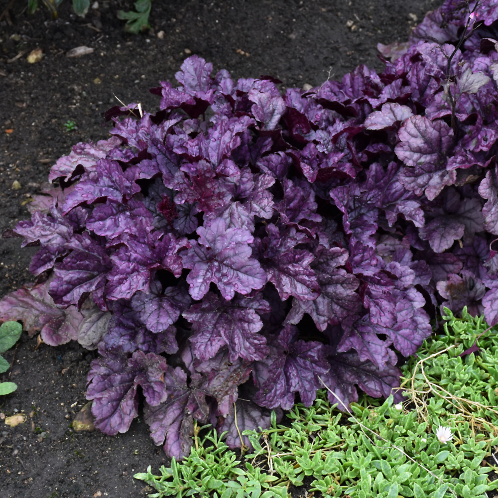 Coral Bells Wildberry 8"