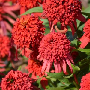 Echinacea Hot Papaya #1