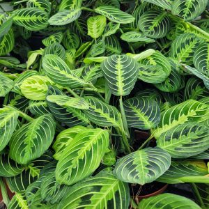 Maranta Lemon Lime (medium)
