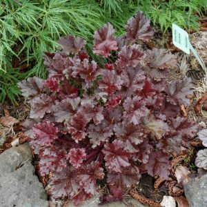 Coral Bells Dark Secret #1