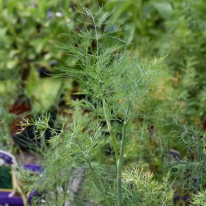 Dill - Bouquet 3.25"
