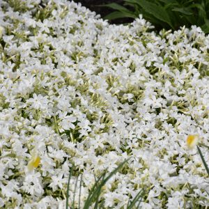 Phlox Creep White Delight #1