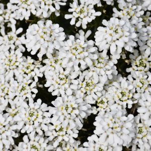 Candytuft Snowsation #1